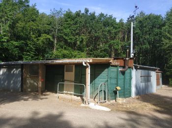 Randonnée Marche Aix-Villemaur-Pâlis - Bois des Brosses - Photo