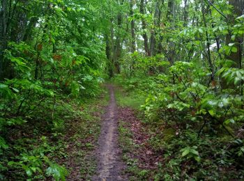 Randonnée Marche Mouleydier - Forêt de Liorac 21km - Photo