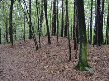 Trail On foot Großklein - Fürstengräberweg - Photo