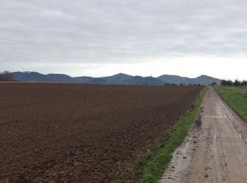 Trail On foot Wachtberg - Siebengebirgsweg - Photo