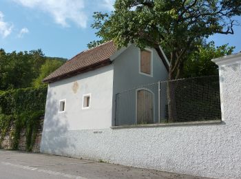 Tocht Te voet Aggsbach - Welterbesteig Wachau Etappe 7 - Photo