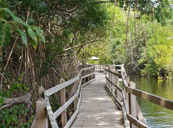 Randonnée Marche Saint-Louis - Marie Galante- Sentier de Vieux et Anse de l Église  - Photo