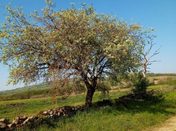 Tour Wandern Bissey-sous-Cruchaud - idem . - Photo