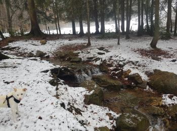 Tocht Stappen Spa - La Géronstère - Photo