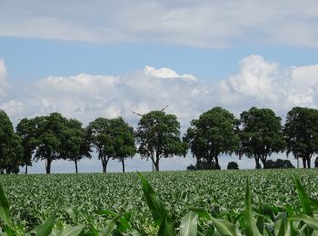 Tour Zu Fuß Wunstorf - S2 Hohenholzweg (Rundweg um Steinhude) - Photo