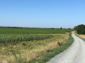 Randonnée Marche Terranjou - Coteaux de chavagnes  - Photo