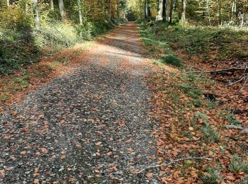 Tocht Stappen Bergen - Havre adeps 111123 - Photo