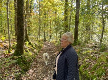 Randonnée Marche Saint-Pierre-la-Bruyère - Bois de contrai - Photo