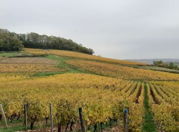 Tocht Stappen Plainoiseau - Plainoiseau 2020 - Photo