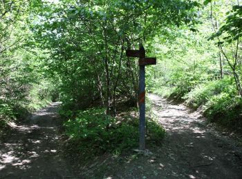 Trail On foot Rivalta di Torino - IT-202 - Photo