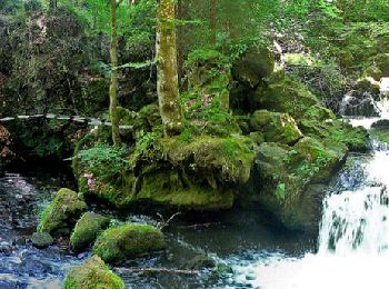 Tour Wandern Besse-et-Saint-Anastaise - Besse_Pavin_Chiloza - Photo