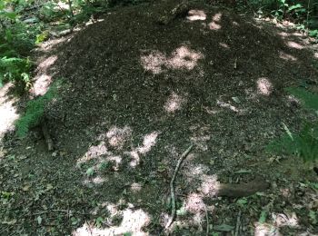 Excursión Senderismo Vern-sur-Seiche - Bois de d’œuvre - Photo