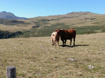 Tocht Stappen Lavigerie - Grand tour du plateau du Limon Lavigerie Cantal - Photo