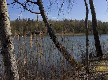 Randonnée A pied Malschwitz - Malešecy - Naturerlebnispfad „Guttauer Teiche & Olbasee