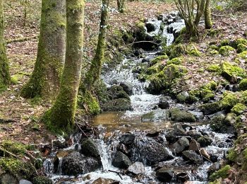 Tocht Stappen Le Tholy - Les 2 cascades du Tendon (grand tour) - Photo