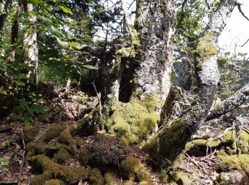 Excursión Senderismo Plateau d'Hauteville - Chemin des Crêtes La Praille - Photo