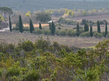 Trail Walking Puget-sur-Argens - Puget-sur-Argens - Les Terres Gastes - Photo