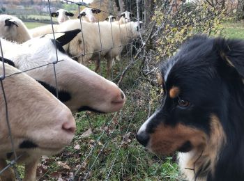 Tocht Stappen Le Vignon-en-Quercy - Hôpital st Jean - Photo