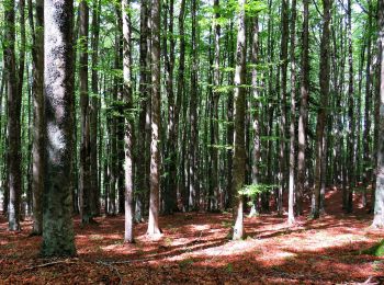 Percorso A piedi Montemignaio - IT-CT - Photo