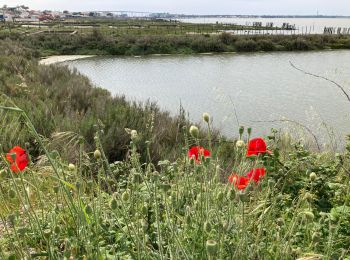 Tocht Stappen La Barre-de-Monts - Fromentine  - Photo