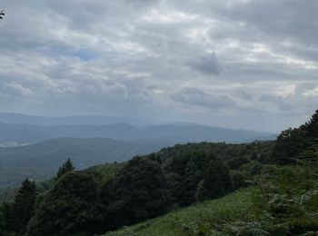 Trail Walking Breitenbach - Vers le champ du Feu - Photo