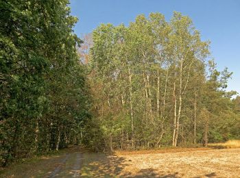 Percorso A piedi Ebelsbach - Mohrenbergrunde - Photo