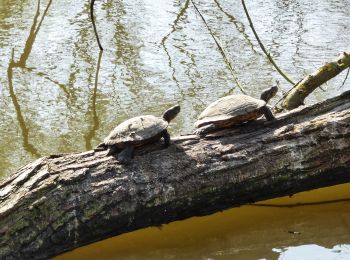 Excursión Senderismo Manage - Balade dans le Bois de Scailmont - Manage - Photo