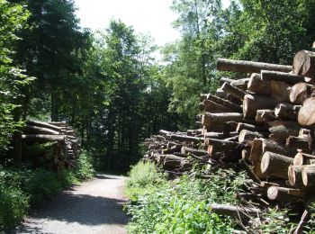 Tour Zu Fuß Stallikon - Näferhüser - Müliberg - Photo