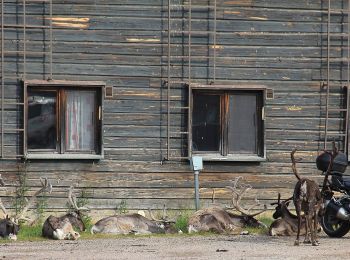 Percorso A piedi Muonio - Pallas-Mäntyrova-Torassieppi kesäreitti - Photo