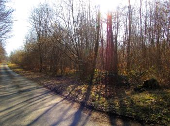 Tocht Te voet Vieux-Moulin - en forêt de Compiègne_23_la Grotte des Ramoneurs_le Mont Berny - Photo