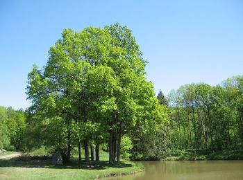 Percorso A piedi Königsberg in Bayern - Historischer Rundwanderweg Königsberg - Photo