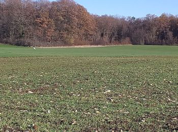 Trail Walking Nancray - Nancray-danse - Photo