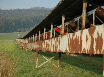 Trail On foot Ottensheim - Bleicherbach-Runde - Photo