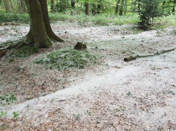 Percorso A piedi Wachtendonk - Wankumer Heide Rundweg A13 - Photo