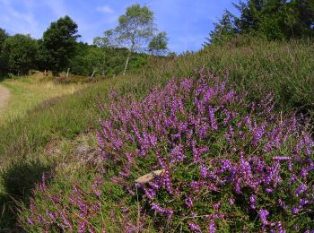 Tour Mountainbike Büssing - Bussang_20210821_100939 (1) - Photo
