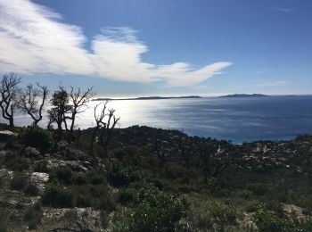 Tour Wandern Le Lavandou - Col du canadel à Cavalière  - Photo