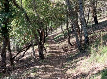 Tour Wandern Collobrières - Collobrieres plateau Lambert  - Photo