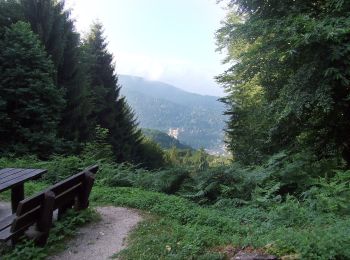 Tocht Te voet Onbekend - Rundwanderweg Heidelberg Turnerbrunnen 4: Holdermannseiche-Weg - Photo