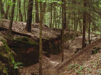 Tour Zu Fuß Kirkel - Wildschwein-Rundwanderweg - Photo