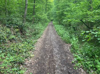 Tocht Stappen Montigny-le-Tilleul - Balade dominicale  - Photo