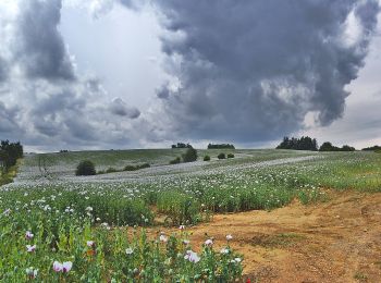 Excursión A pie Konice - [Z] Runářov - Konice - Photo