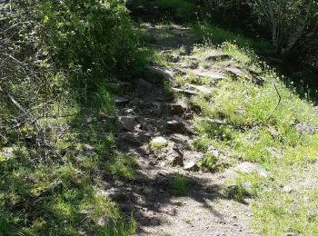 Excursión Senderismo Murol - AUTOUR DU LAC CHAMBON  - Photo