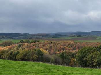 Trail Walking Tenneville - rando wyompont 24-10-2025 - Photo