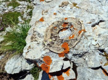 Excursión Senderismo Le Dévoluy - Vallons des Adroits et Girier Via Lachap - Photo