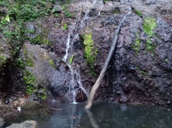 Excursión Senderismo Bouillante - Cascade rivière Espérance - Photo