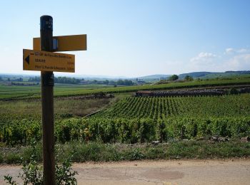 Tour Zu Fuß Beaune - Premiers Crus de Beaune - Photo