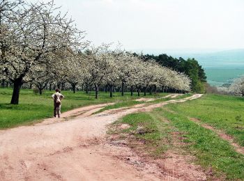 Tour Zu Fuß Kelbra (Kyffhäuser) - Königspfalz Tilleda -Udersleben - Photo