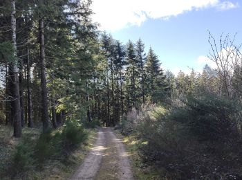 Excursión Senderismo Violay - Randonnée au dessus de Violay  - Photo