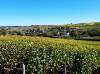 Excursión Marcha nórdica Sury-en-Vaux - boucle sury en vaux  - Photo