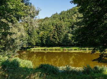 Trail On foot Schweigen-Rechtenbach - Rund ums Steinbühl Schweigen-Rechtenbach - Photo